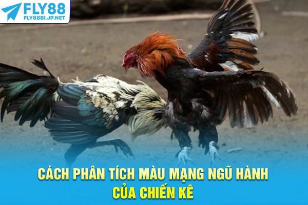 Đá Gà Trực Tiếp - Phân Tích Kèo Cựa Sắt Cựa Dao Chuyên Sâu 7 Cách phân tích màu mạng ngũ hành của chiến kê