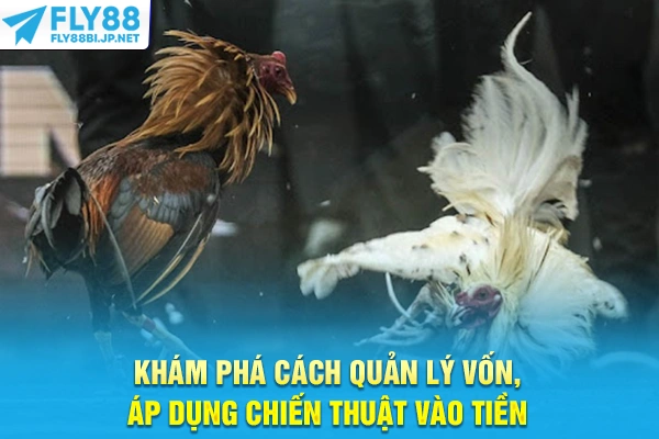 Đá Gà Trực Tiếp - Phân Tích Kèo Cựa Sắt Cựa Dao Chuyên Sâu 8 Khám phá cách quản lý vốn, áp dụng chiến thuật vào tiền