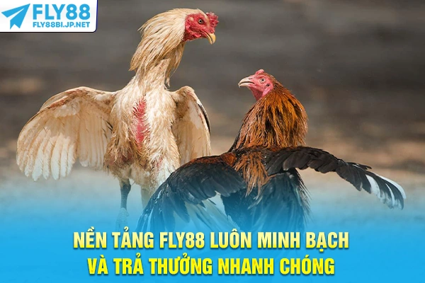 Đá Gà Trực Tiếp - Phân Tích Kèo Cựa Sắt Cựa Dao Chuyên Sâu 9 Nền tảng FLY88 luôn minh bạch và trả thưởng nhanh chóng