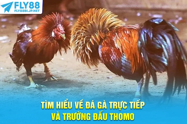 Đá Gà Trực Tiếp - Phân Tích Kèo Cựa Sắt Cựa Dao Chuyên Sâu 6 Tìm hiểu về đá gà trực tiếp và trường đấu Thomo